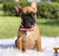 french bulldog puppy posted by Jessica reynolds